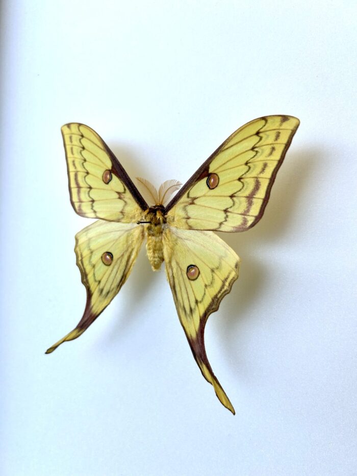 Hybride Actias Isa x Actias Sinensis - Papillon Lunaire Asiatique – Image 3