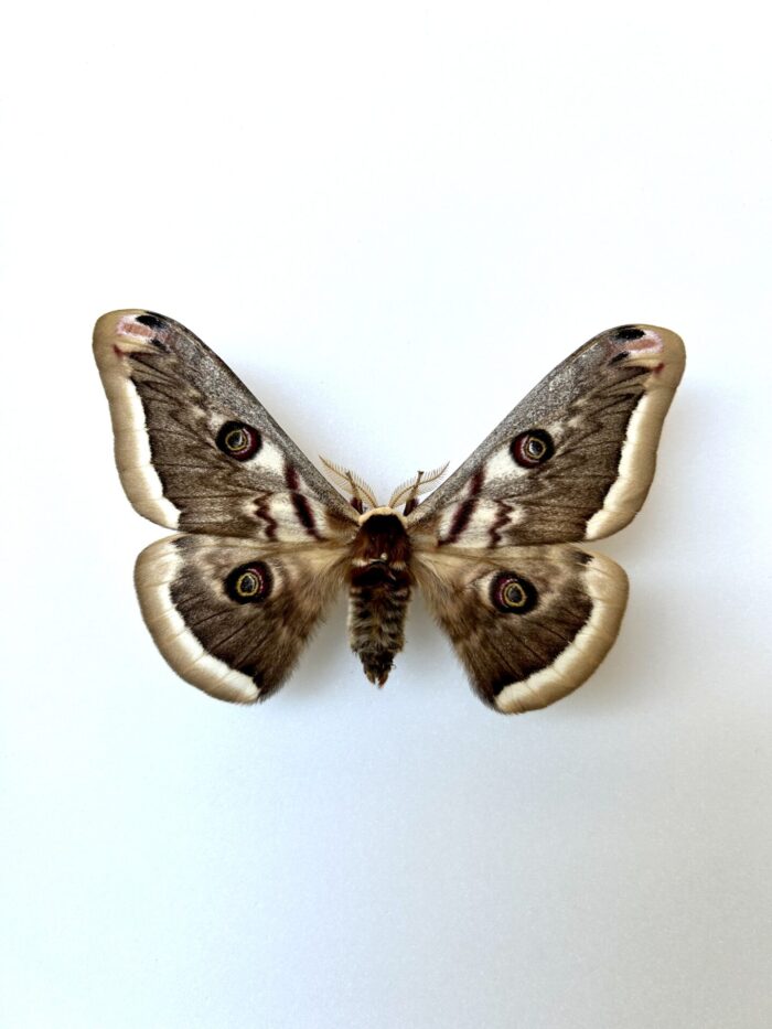 Saturnia Atlantica - Papillon Saturnidae Européen Rare