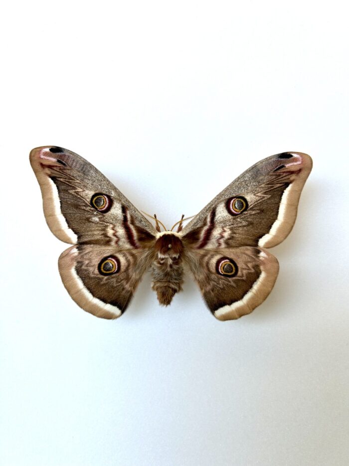 Saturnia Atlantica - Papillon Saturnidae Européen Rare – Image 4