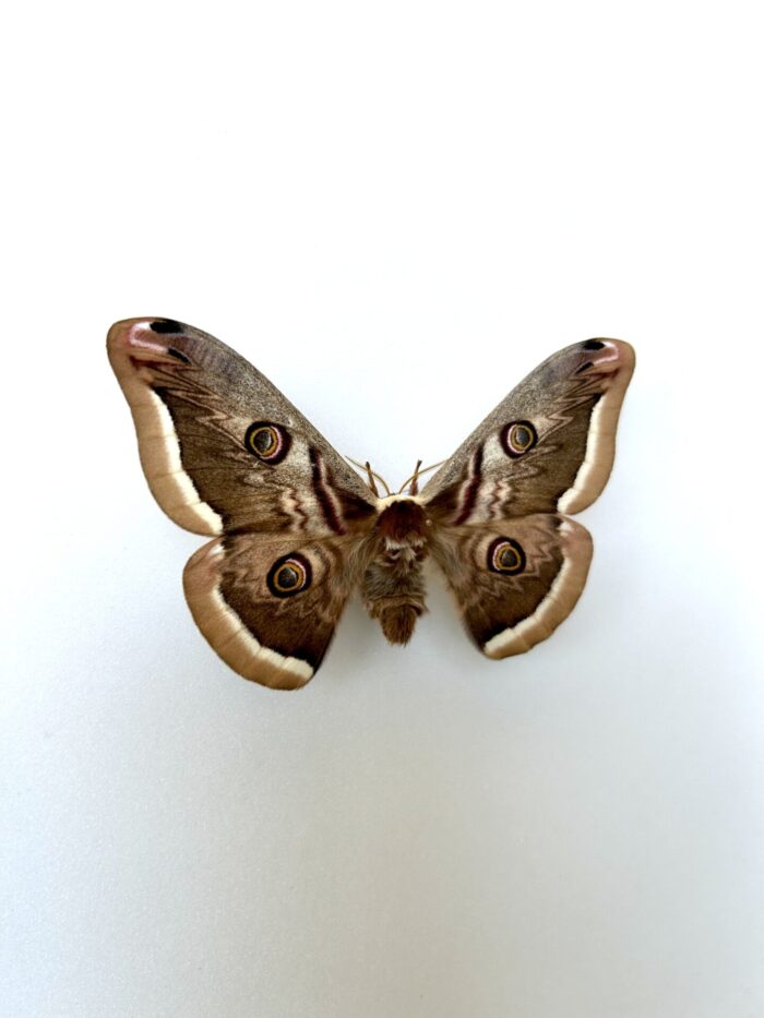 Saturnia Atlantica - Papillon Saturnidae Européen Rare – Image 5