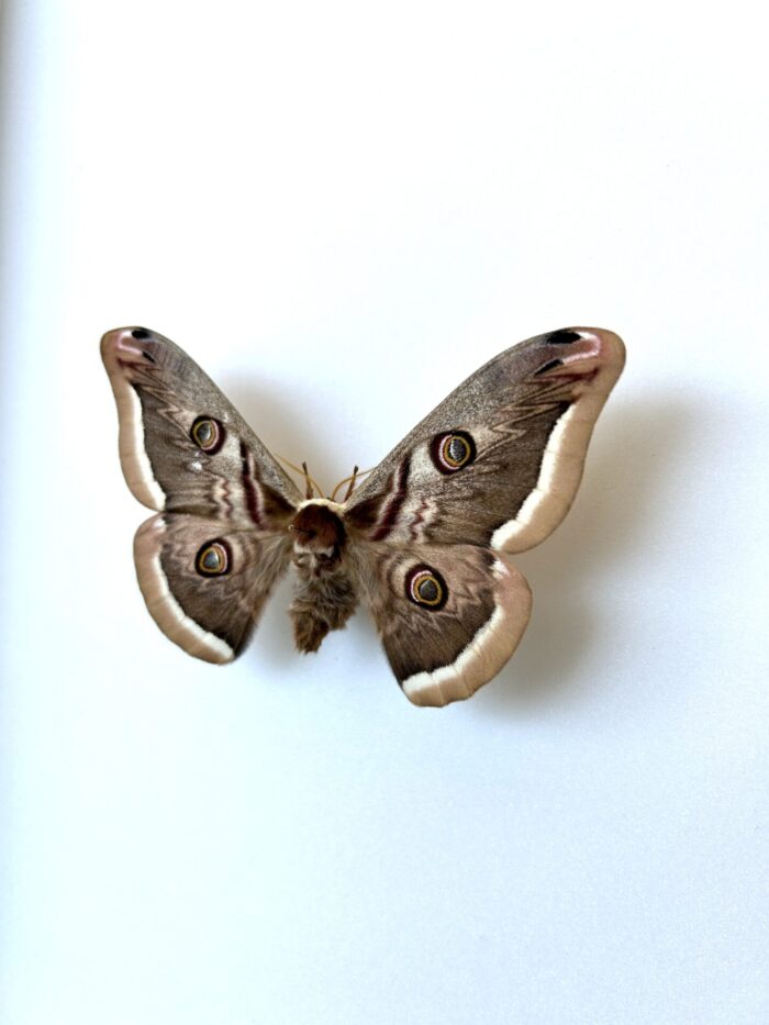 Saturnia Atlantica - Papillon Saturnidae Européen Rare – Image 6
