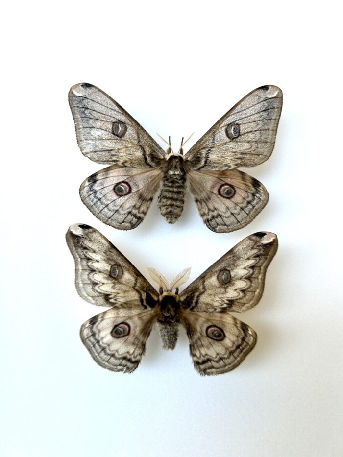 Rinaca Hockingii - Couple Saturnidae Asiatique Imposant Et Rare