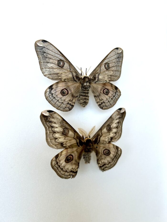 Rinaca Hockingii - Couple Saturnidae Asiatique Imposant Et Rare – Image 2