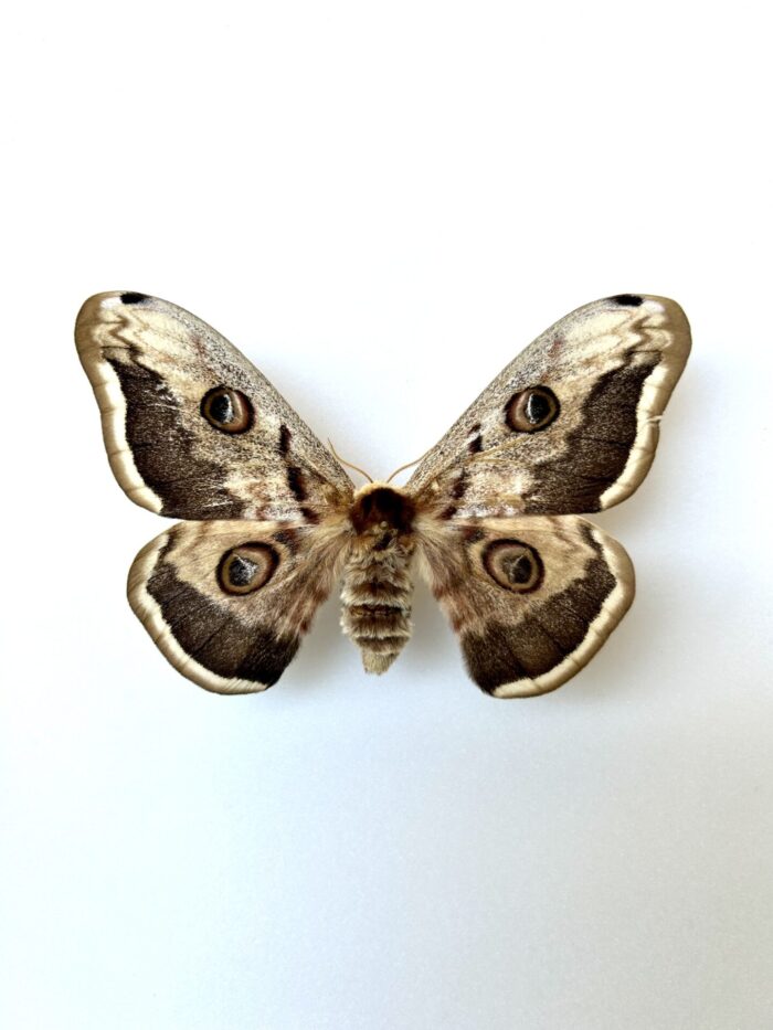 Saturnia Pyri White Form - Variante Blanche Du Papillon Européen