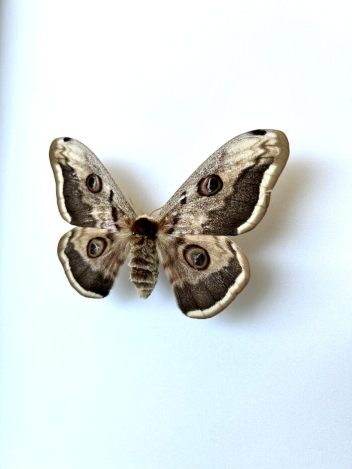 Saturnia Pyri White Form - Variante Blanche Du Papillon Européen – Image 3