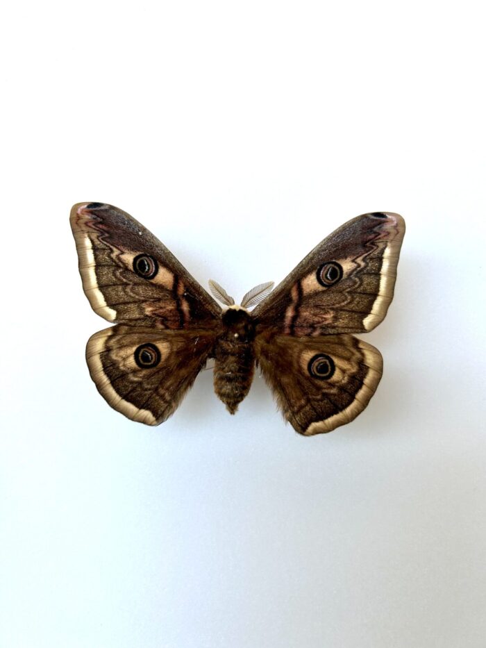 Hybride Saturnia Pavonia x Saturnia Pyri - Croisement Rare