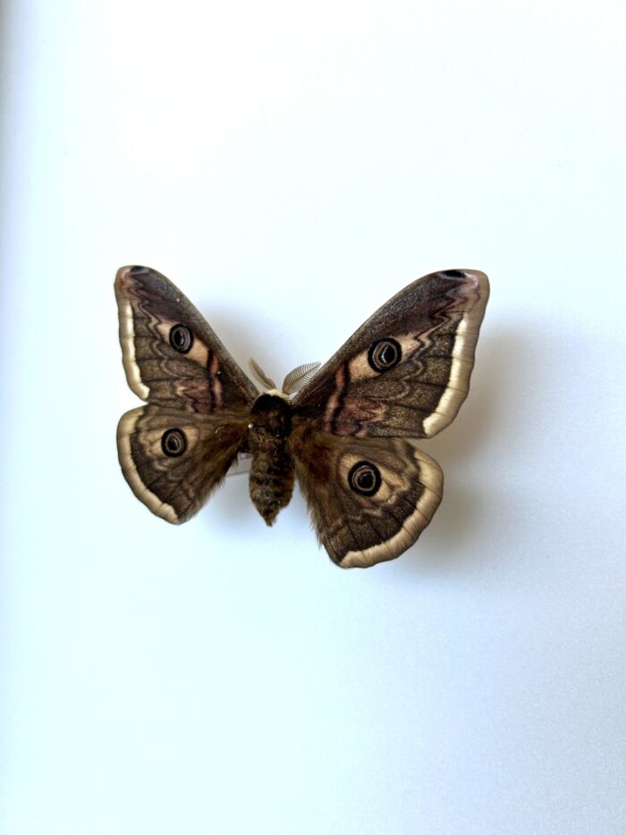 Hybride Saturnia Pavonia x Saturnia Pyri - Croisement Rare – Image 3