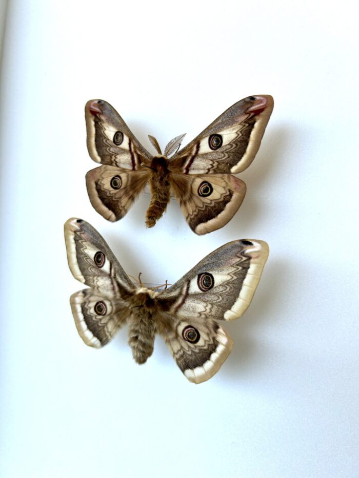 Hybride Saturnia Pavonia x Saturnia Atlantica - Croisement Original – Image 3