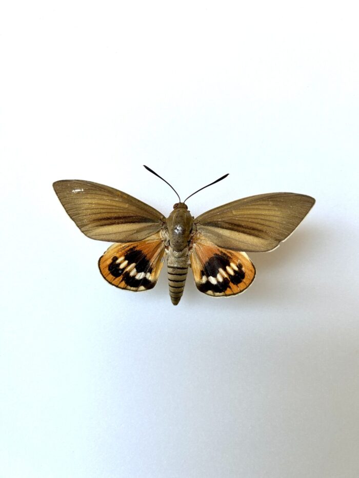 Paysandisia Archon - Papillon Palmier Coloré D'Amérique du Sud
