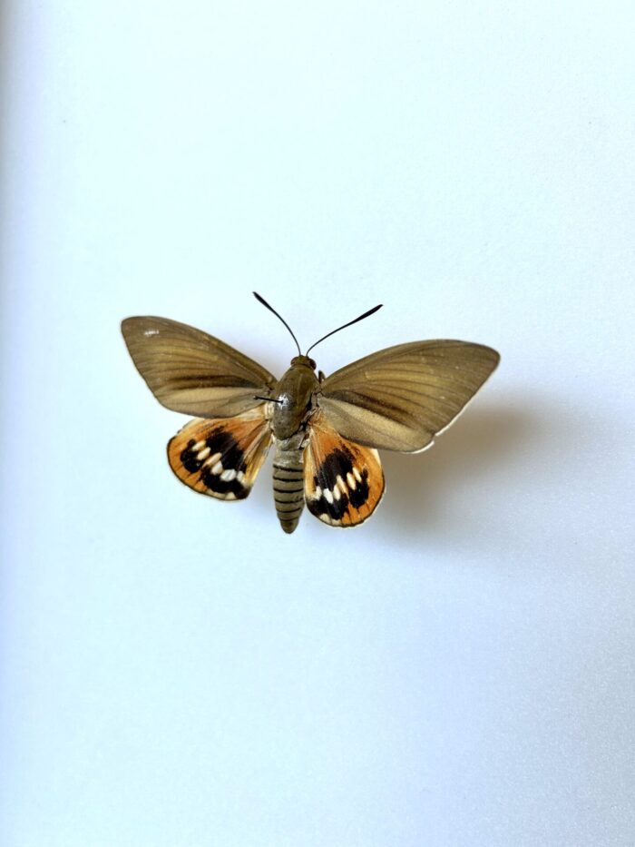 Paysandisia Archon - Papillon Palmier Coloré D'Amérique du Sud – Image 3