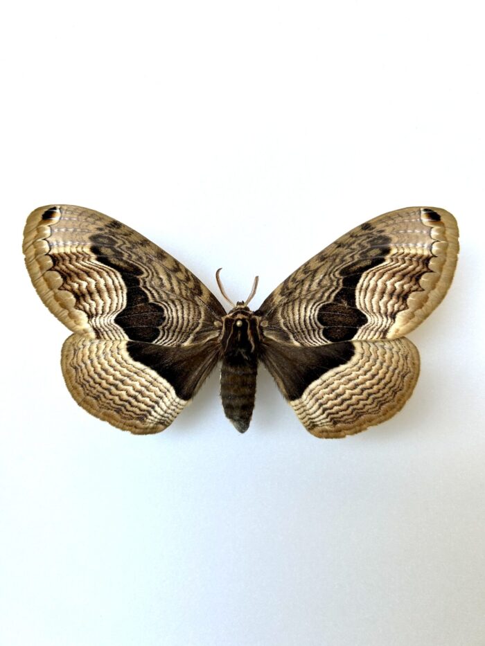 Brahmaea Tancrei - Papillon Nocturne Rare Aux Ailes Texturées