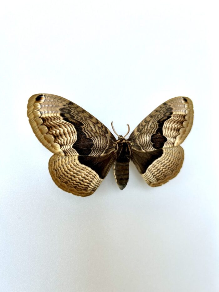 Brahmaea Tancrei - Papillon Nocturne Rare Aux Ailes Texturées – Image 2