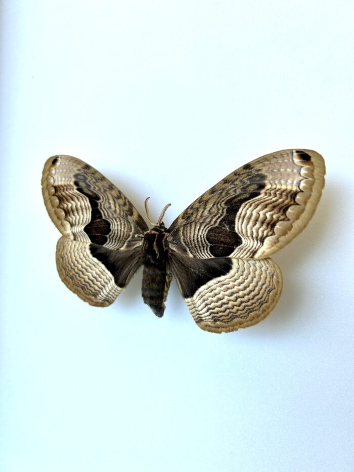 Brahmaea Tancrei - Papillon Nocturne Rare Aux Ailes Texturées – Image 3