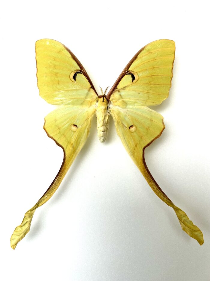Actias Maenas - Magnifique Papillon Lune Naturalisé Jaune d'Asie