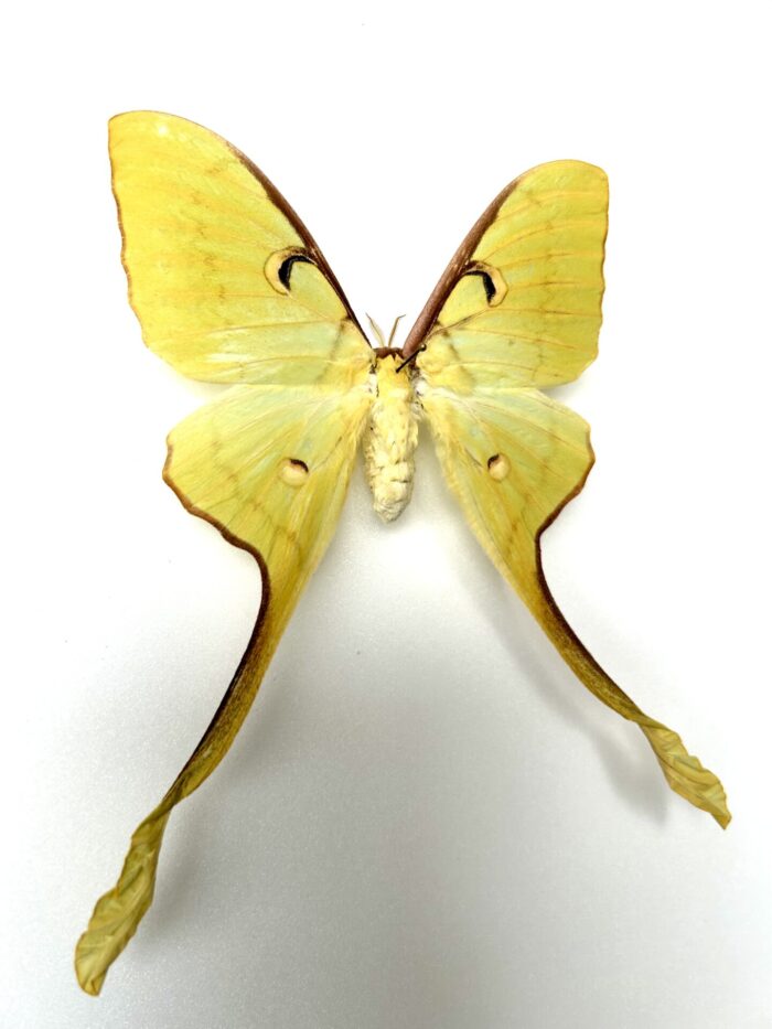 Actias Maenas - Magnifique Papillon Lune Naturalisé Jaune d'Asie – Image 2