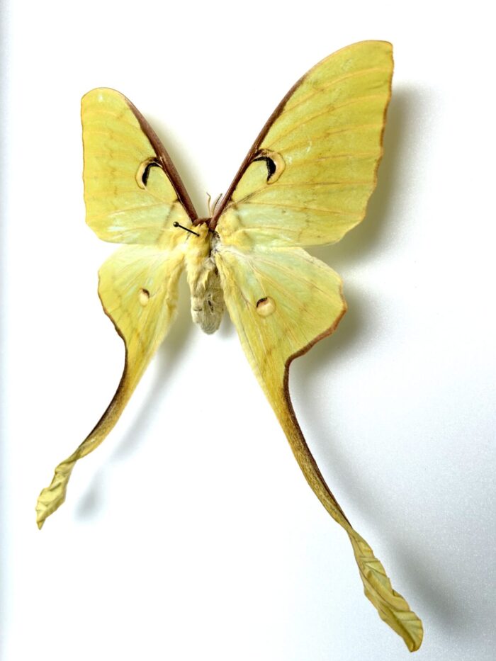 Actias Maenas - Magnifique Papillon Lune Naturalisé Jaune d'Asie – Image 3
