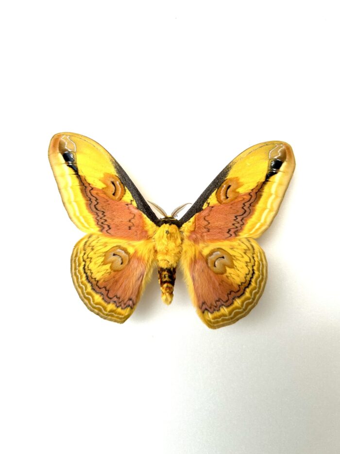 Loepa Oberthueri - Saturnidae Asiatique Naturalisé