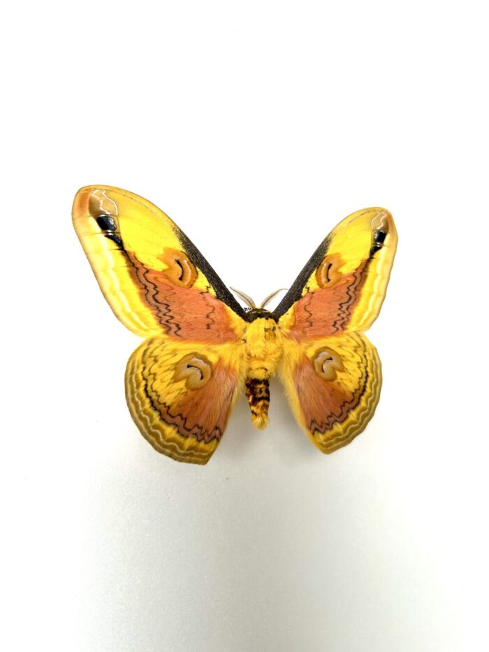 Loepa Oberthueri - Saturnidae Asiatique Naturalisé – Image 2