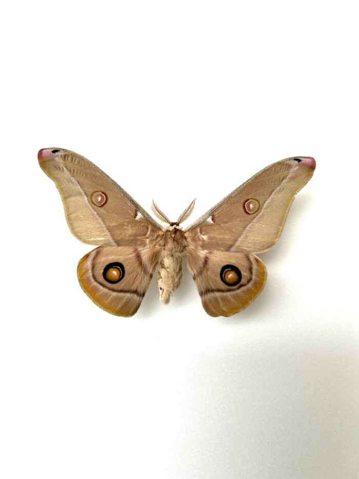 Opodiphthera Eucalypti - Saturnidae Australien Naturalisé