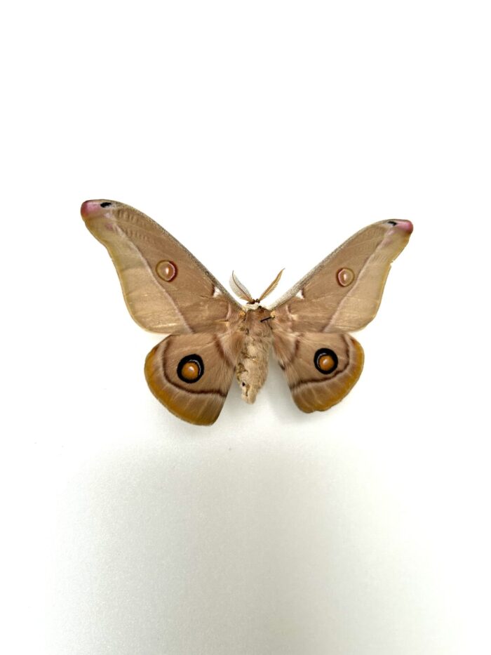 Opodiphthera Eucalypti - Saturnidae Australien Naturalisé – Image 2