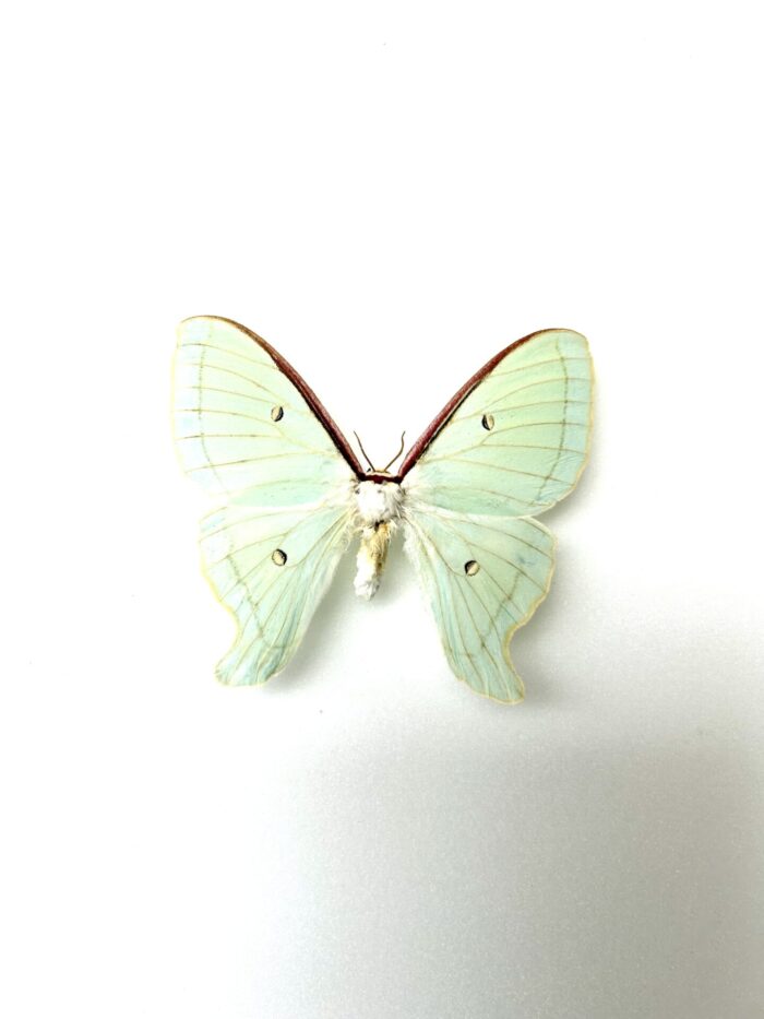 Actias Artemis - Papillon Lune Vert Clair Naturalisé Pour Collection