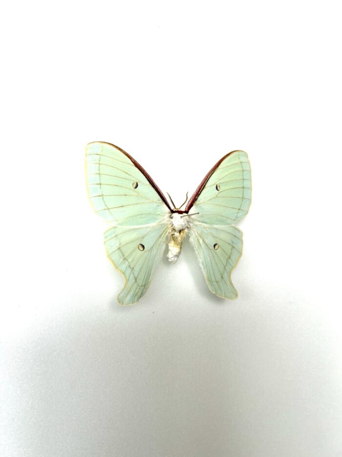 Actias Artemis - Papillon Lune Vert Clair Naturalisé Pour Collection – Image 2