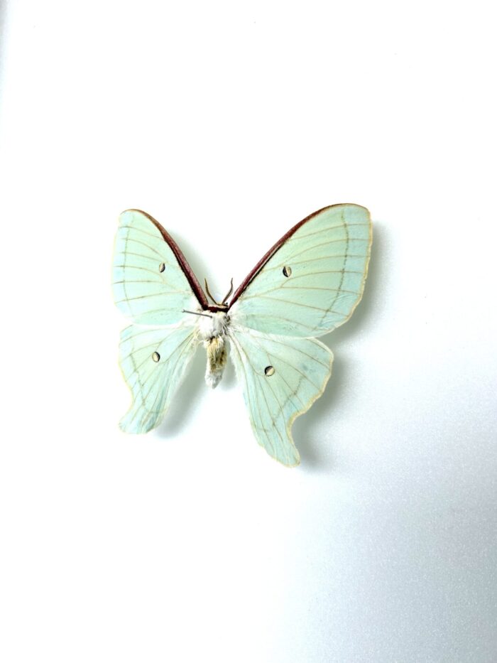 Actias Artemis - Papillon Lune Vert Clair Naturalisé Pour Collection – Image 3