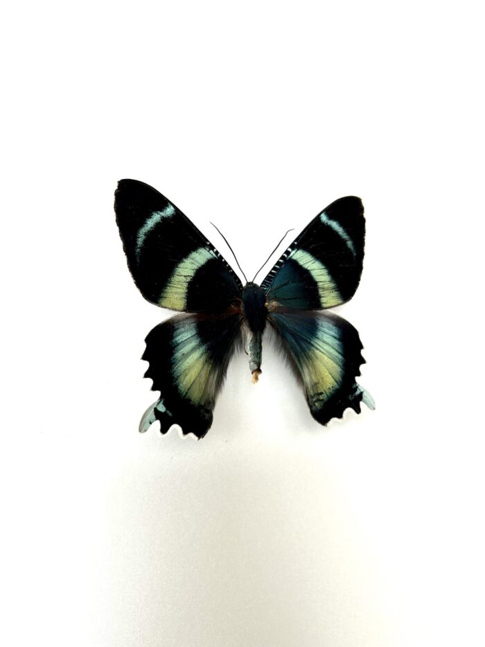 Alcides Agathyrsus - Papillon De Nuit Iridescent Rare – Image 2