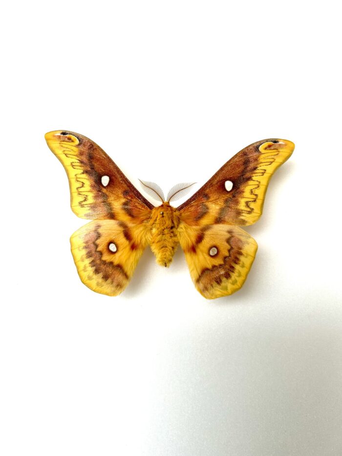 Rhodinia Verecunda - Papillon Saturnidae Japonais Rare