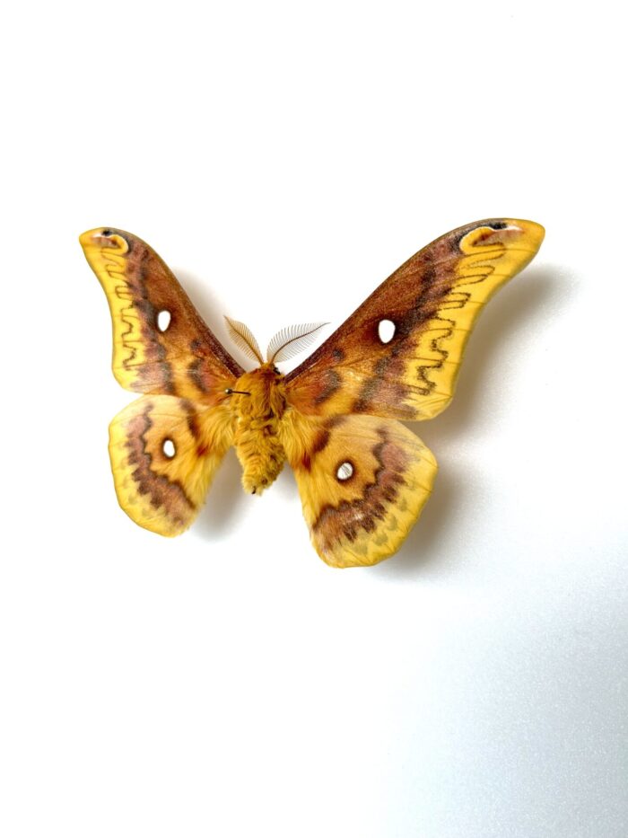 Rhodinia Verecunda - Papillon Saturnidae Japonais Rare – Image 3