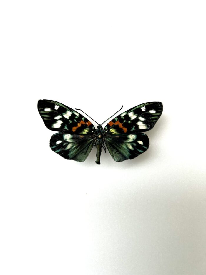 Erasmia Pulchella - Papillon Asiatique Coloré aux Reflets Brillants