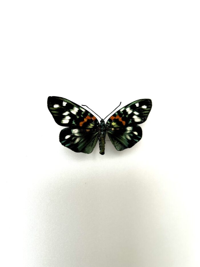 Erasmia Pulchella - Papillon Asiatique Coloré aux Reflets Brillants – Image 2