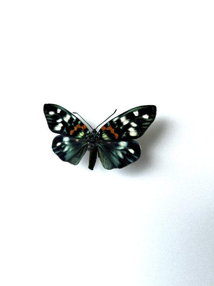 Erasmia Pulchella - Papillon Asiatique Coloré aux Reflets Brillants – Image 3