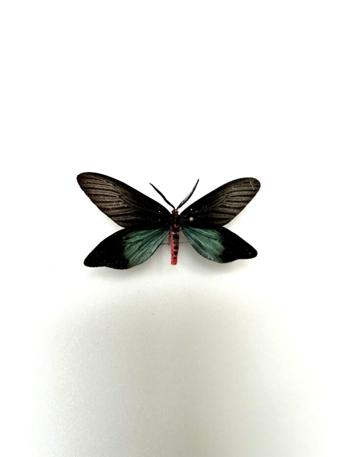 Histia Flabellicornis - Papillon De Nuit Asiatique Naturalisé – Image 2