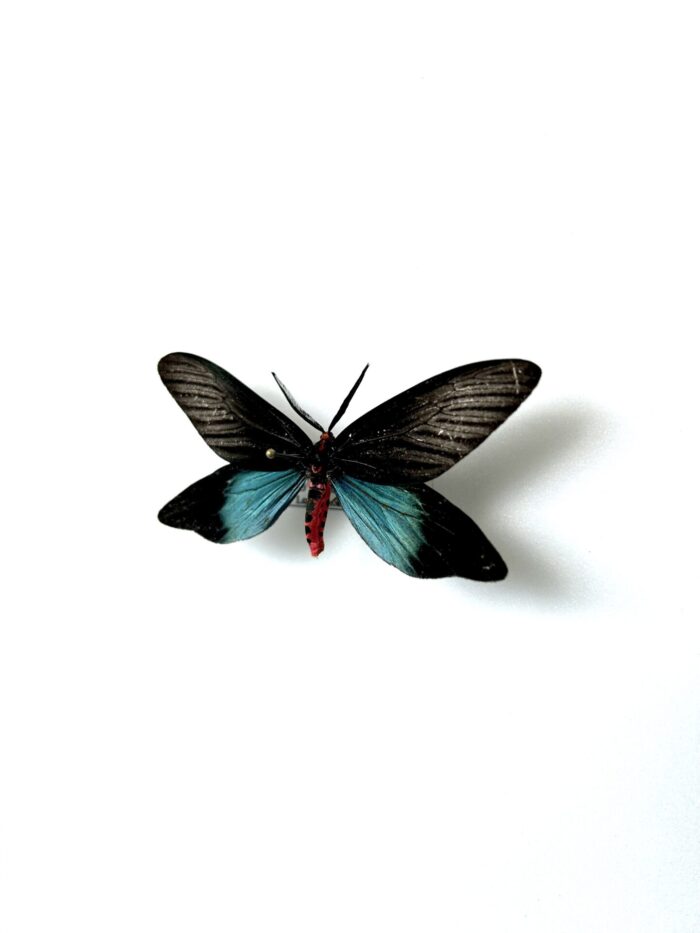 Histia Flabellicornis - Papillon De Nuit Asiatique Naturalisé – Image 3