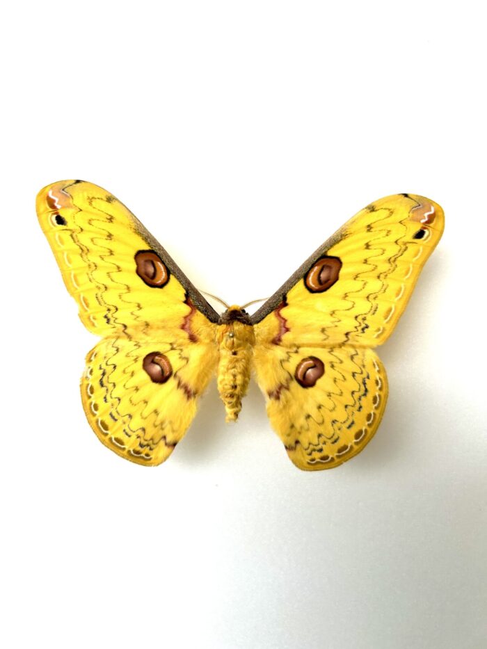 Loepa Diffundata - Papillon Saturnidae Asiatique Jaune Aux Ocelles