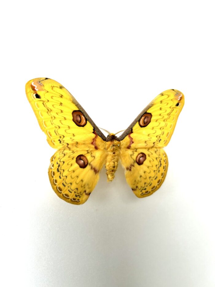 Loepa Diffundata - Papillon Saturnidae Asiatique Jaune Aux Ocelles – Image 2