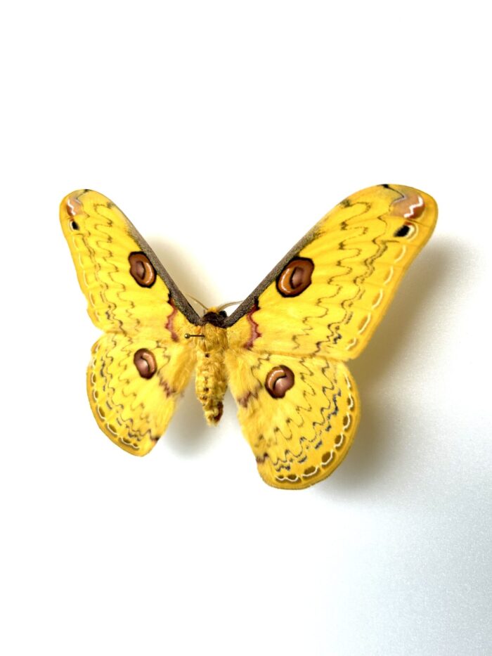 Loepa Diffundata - Papillon Saturnidae Asiatique Jaune Aux Ocelles – Image 3