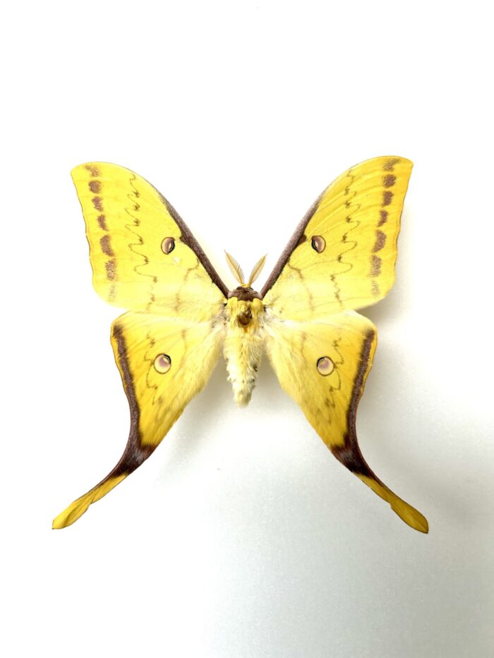 Actias Sinensis - Papillon Lune Asiatique Naturalisé Rare