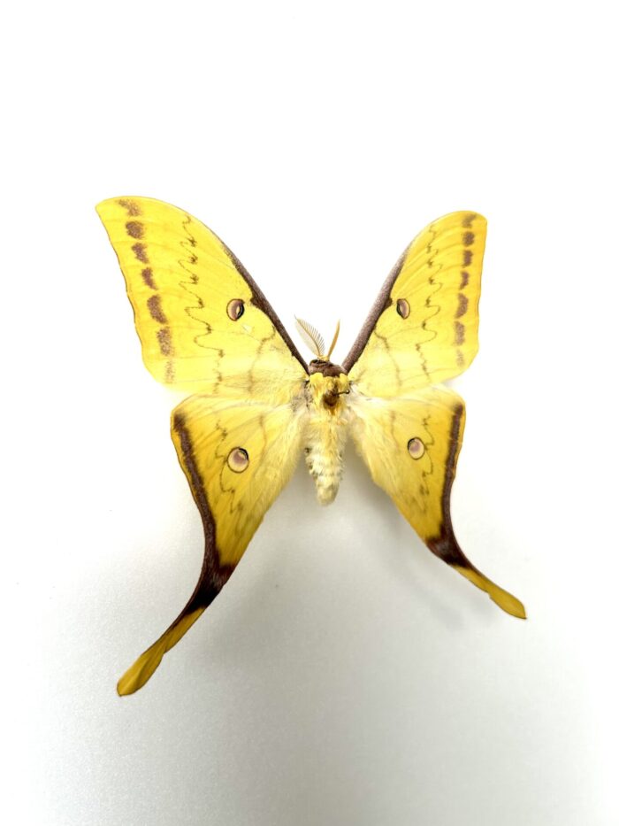 Actias Sinensis - Papillon Lune Asiatique Naturalisé Rare – Image 2