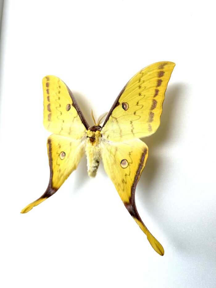Actias Sinensis - Papillon Lune Asiatique Naturalisé Rare – Image 3