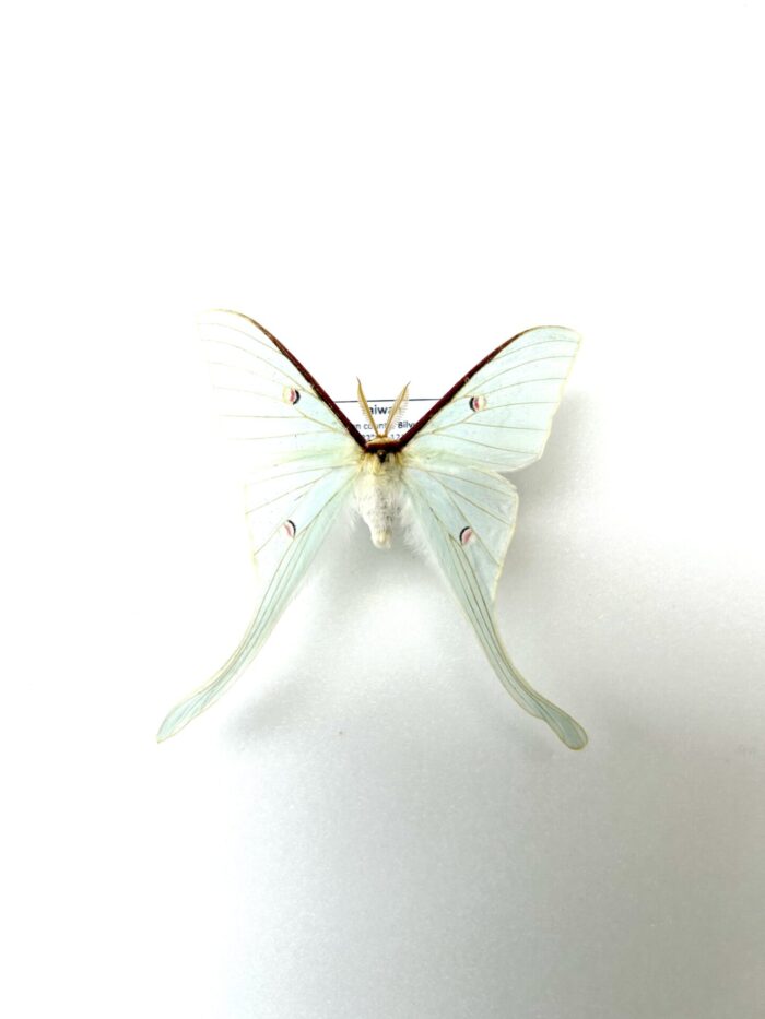 Actias Neidhoeferi - Papillon Lune Taiwaïnais Ultra Rare