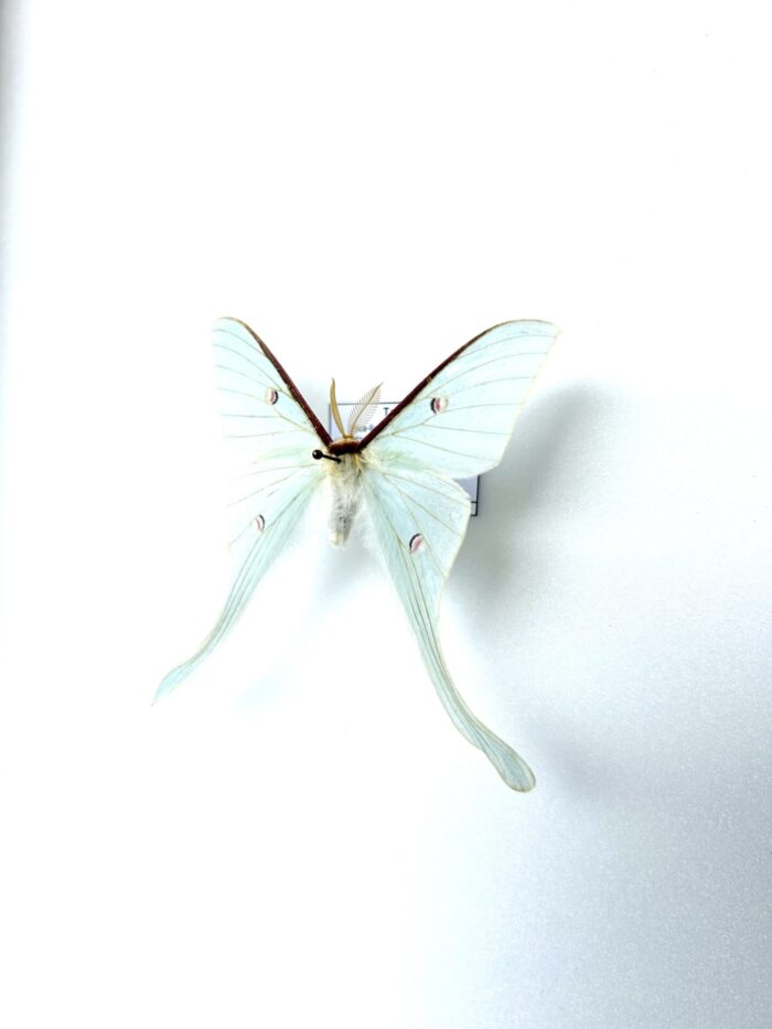 Actias Neidhoeferi - Papillon Lune Taiwaïnais Ultra Rare – Image 3