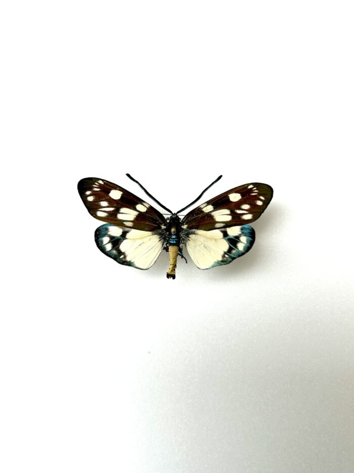 Eterusia Aedea - Papillon Asiatique Aux Couleurs Vives Naturalisé