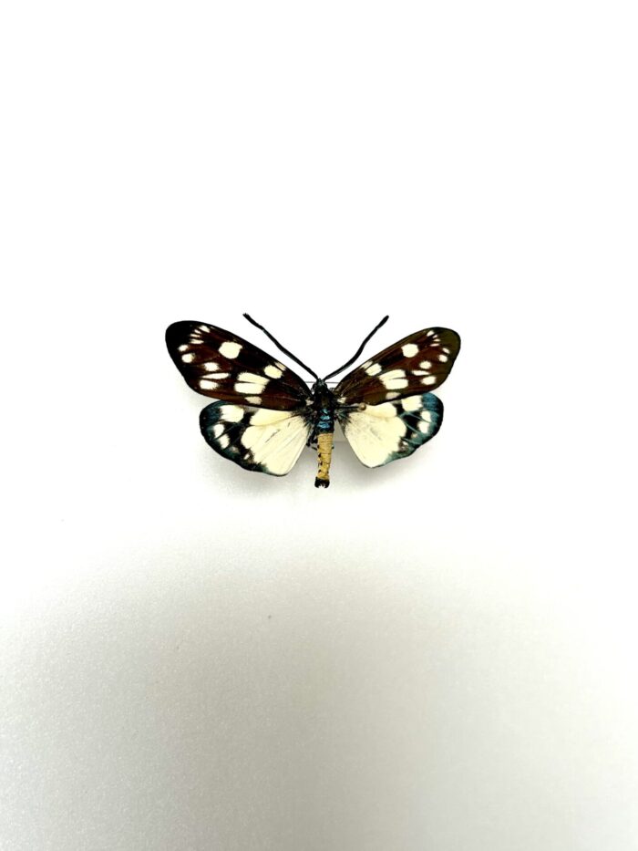 Eterusia Aedea - Papillon Asiatique Aux Couleurs Vives Naturalisé – Image 2