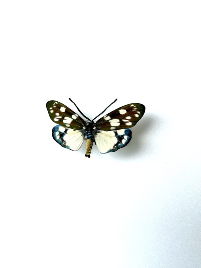 Eterusia Aedea - Papillon Asiatique Aux Couleurs Vives Naturalisé – Image 3
