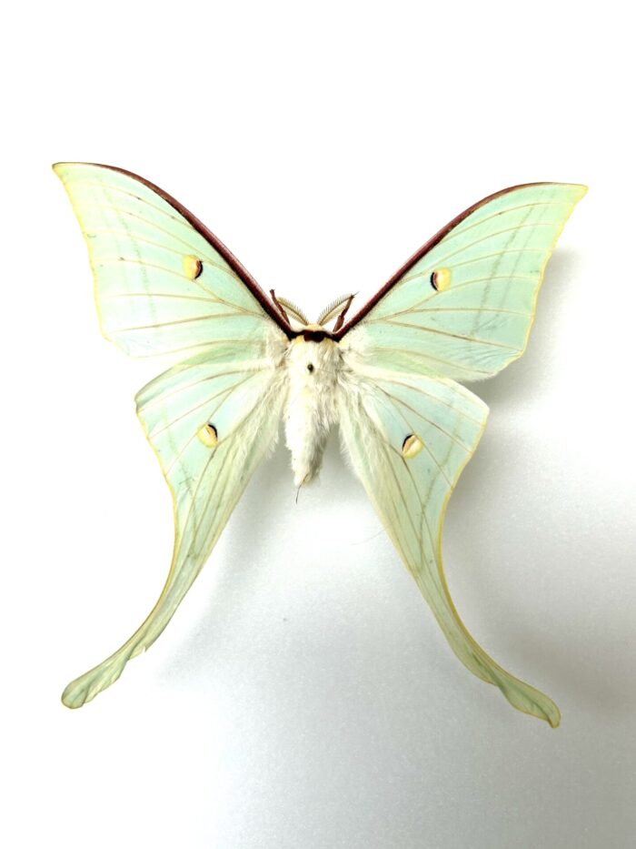 Actias Selene - Sublime Papillon Lune d'Inde Naturalisé – Image 2