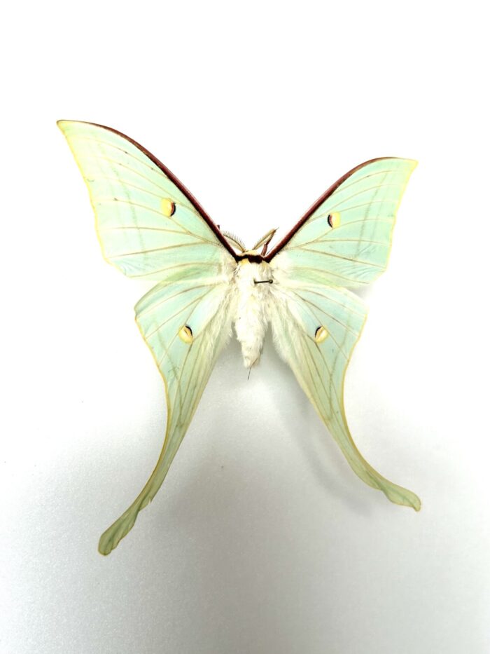 Actias Selene - Sublime Papillon Lune d'Inde Naturalisé – Image 3