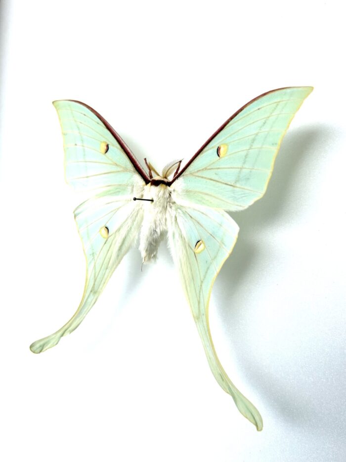Actias Selene - Sublime Papillon Lune d'Inde Naturalisé – Image 4