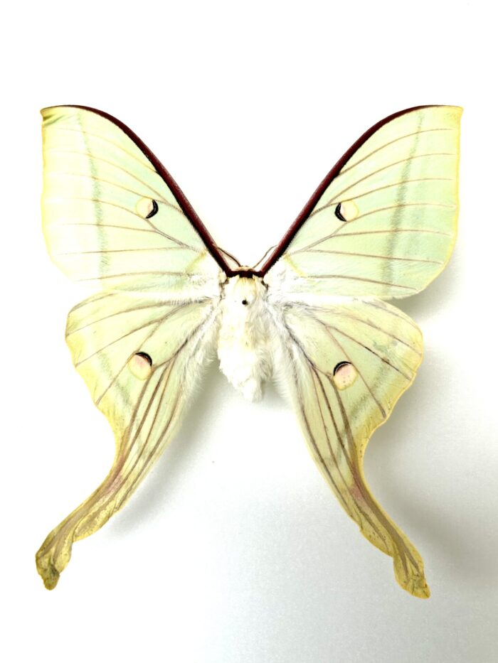 Actias Selene - Sublime Papillon Lune d'Inde Naturalisé